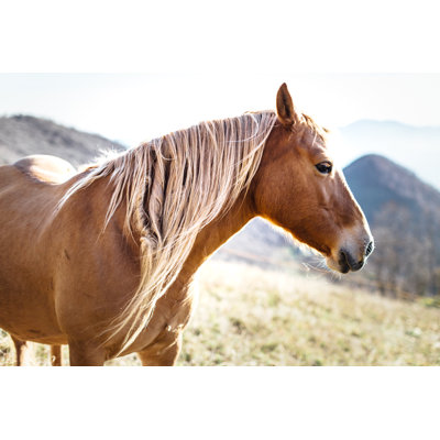 Wilde Horses par Deimagine