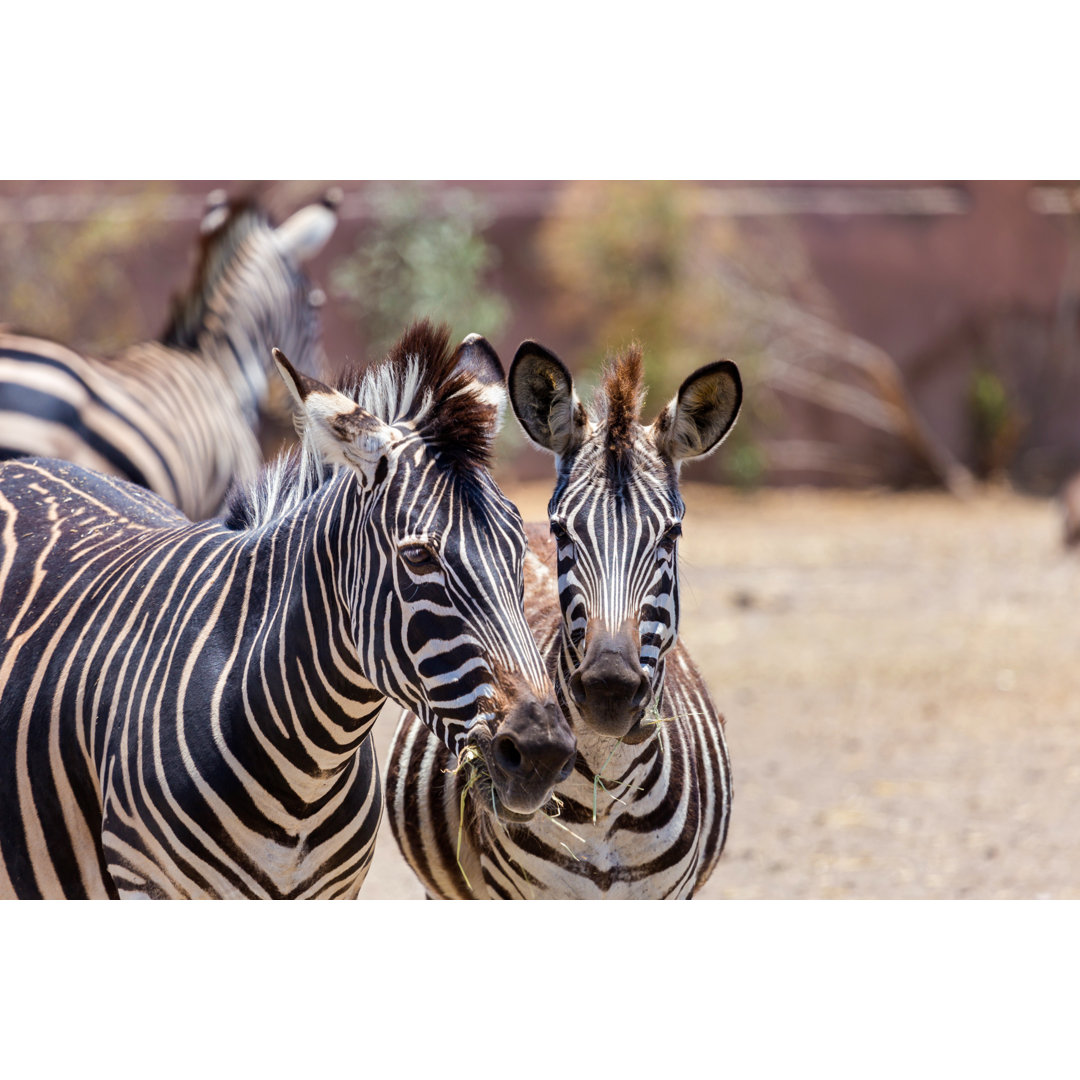 Zebra - Kunstdrucke auf Leinwand - Wrapped Canvas