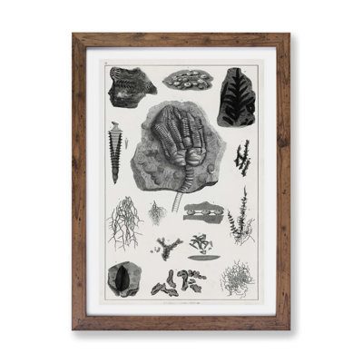Collection Of Fossils by Oliver Goldsmith - Single Picture Frame Print