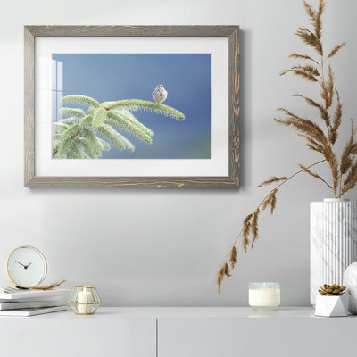 " Evergreen Perch "