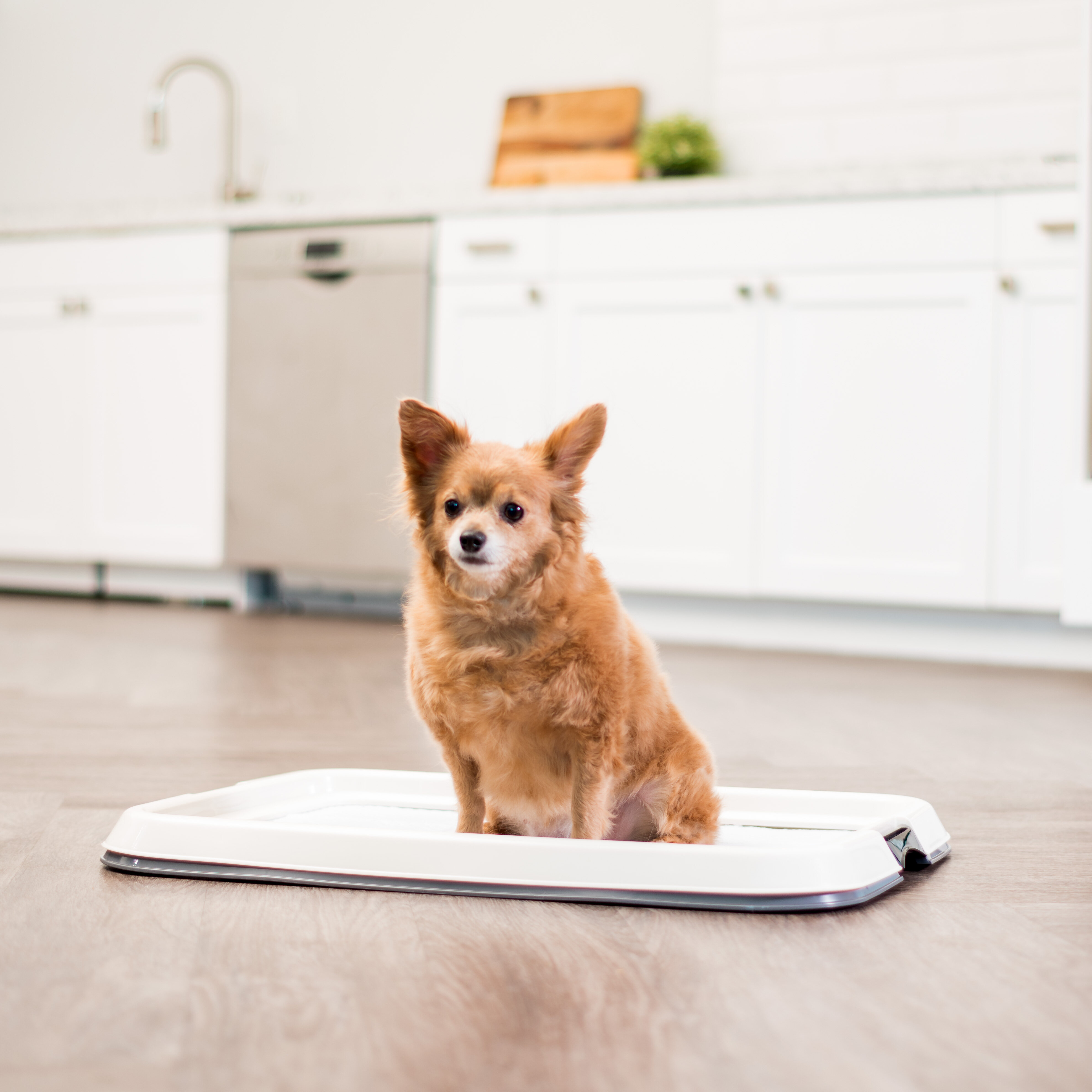 Tarvos Pet Round Dog Place Mat