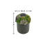Multi Colored Sedum in Black Planter-1606536661-1606536660