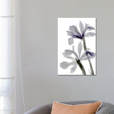 X-Ray Iris by Judy Stalus - Wrapped Canvas Painting
