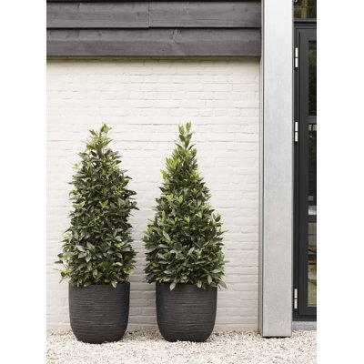 Pot Planter