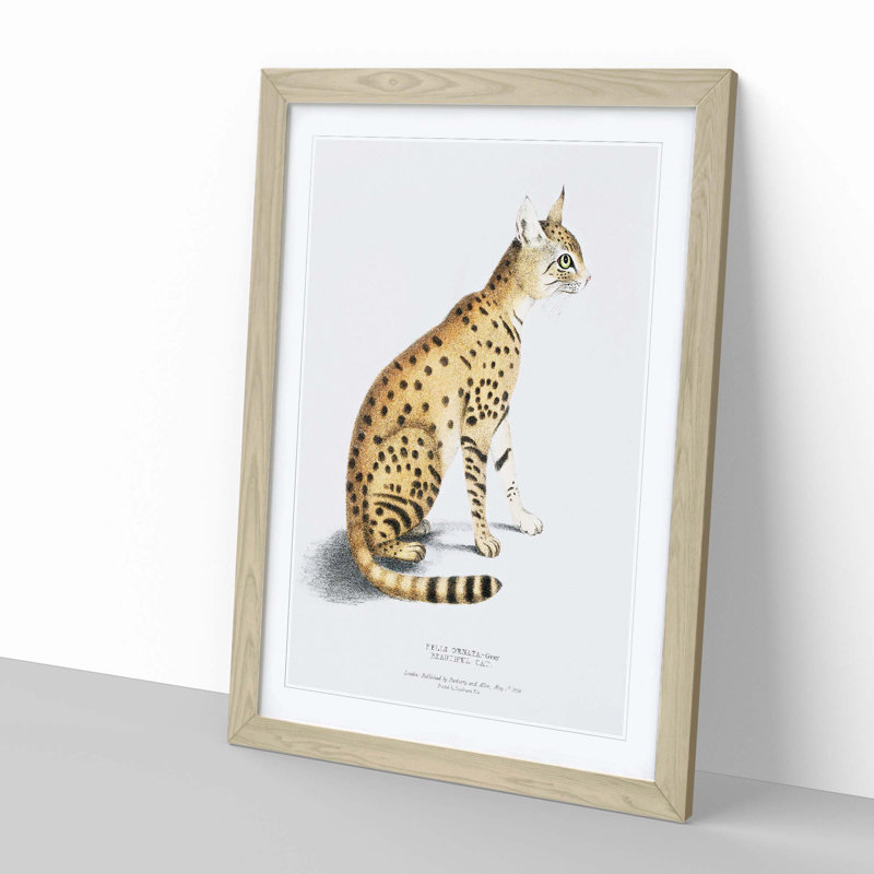 Asiatic Wildcat Illustration by John Edward Gray - Single Picture Frame Painting, Oak, 33cm H x 24cm W x 2cm D