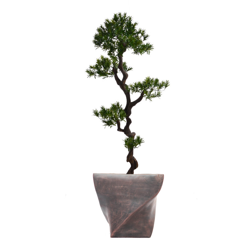Panama Tree in Planter