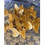 Butterfly Gold NR P/4