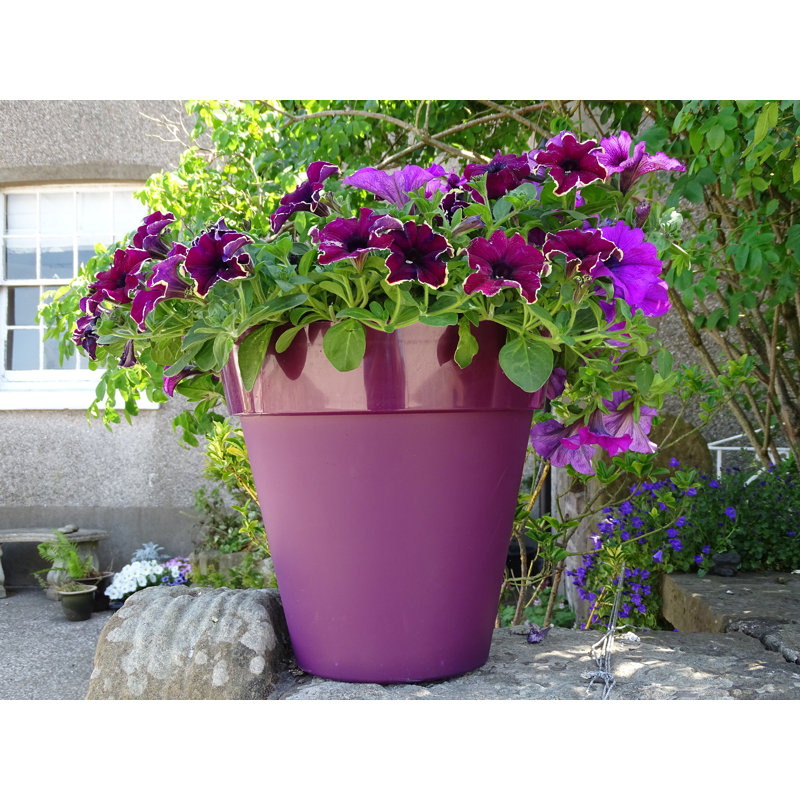 Bojorquez Pot Planter, 33cm H x 34cm W x 34cm D, Pink