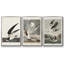 Pl 251 Pelican brun - ensemble de 3 cadres flottants sur toile-97710266-97710272