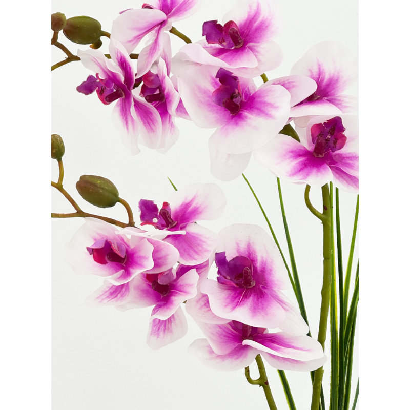 Double orchidée phalaenopsis, arrangement floral, Rose ombragé