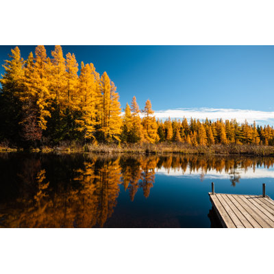" Autumn Tamaracks "