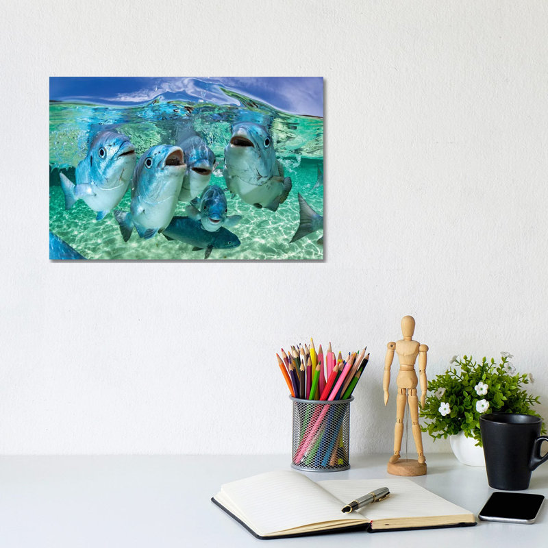 Fishy Karaoke Lord Howe Island by Jordan Robins - Wrapped Canvas Gallery-Wrapped Canvas Giclée, 20.32 cm H x 30.48 cm W