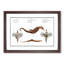 Seahorse & Sea Dragon by M.E. Bloch - Framed Print-55613728-55613735