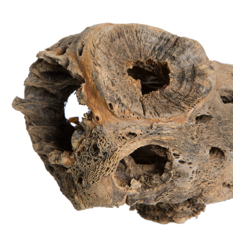 Faux Cholla Plant Preserved