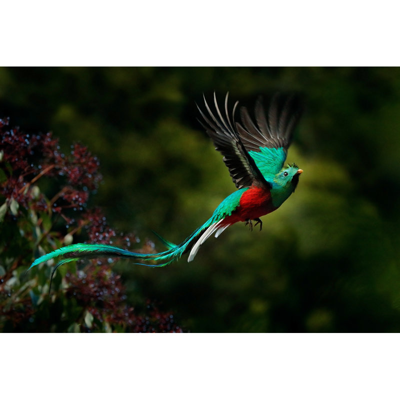 «Pratheep Flying Resplendent Quetzal» par Ondrej Prosicky, H 8 po x l 12 po x P 1,25 po