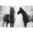Black And White Horses Print On Canvas