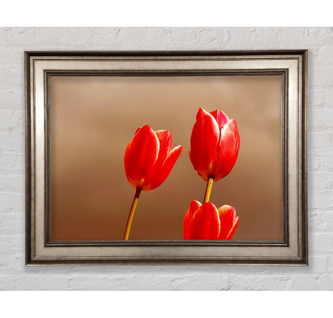 Rote Tulpe Trio - Druck