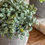 Potted Plant Ceramic Scratch Pots Sage