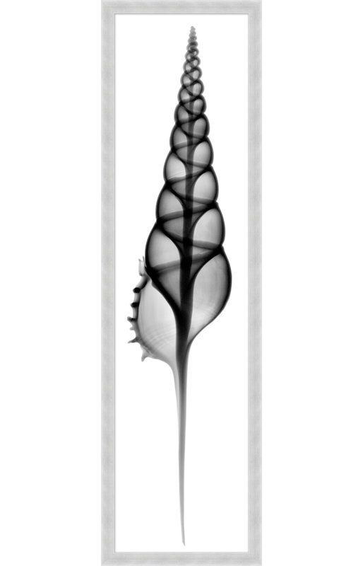 Radiography Shell 5 Print