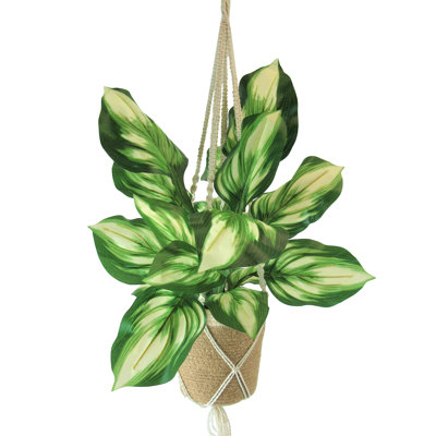 Colletta 34,00 "plante dans un panier