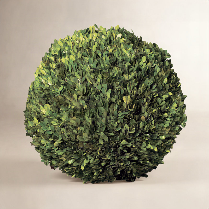 Preserved Greens Topiary, Hedge Plant in, 16" H x 16" W x 16" D 