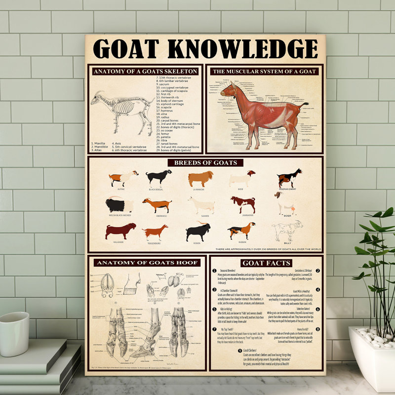 Toile tendue sur toile Goat, H 36 po x l 24 po x P 2 po