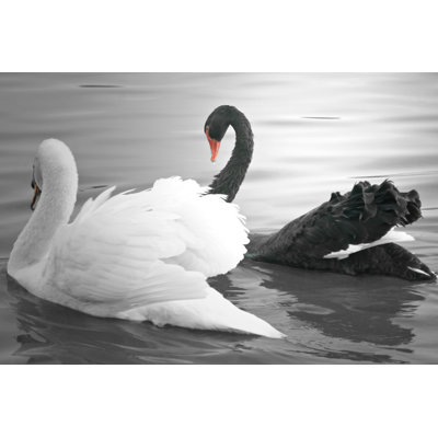 " Swan Swimming " by Bmagee817