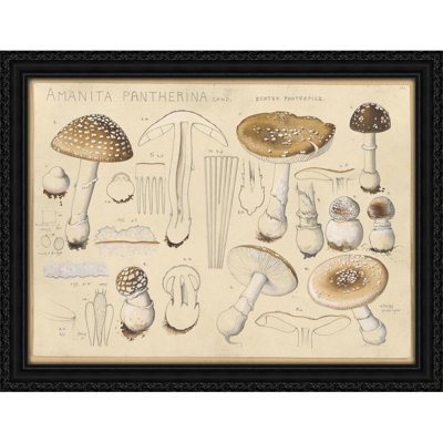 Amanita pantherina Cand. (1915-1945)