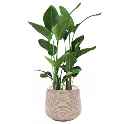 Paloma Handmade Pot Planter