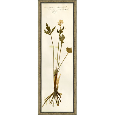 Pressed Botanical 26 Print