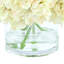 Hydrangeas Arranged in a Glass Vase-2028268419