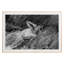 Woman In Field Print by Grand Archives-330669509-330669510