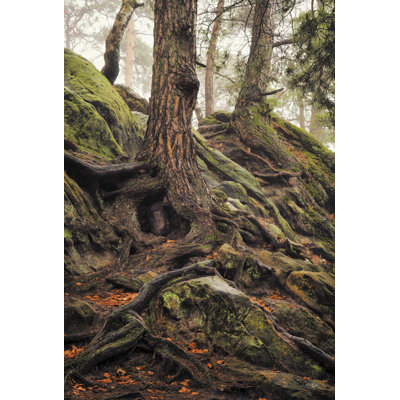 «Rocks And Roots On Canvas» par Martin Podt, reproduction