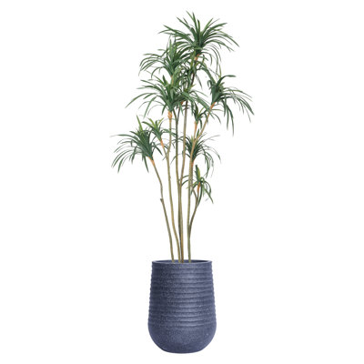 86.08'' Faux Dragon Tree Tree in Pot