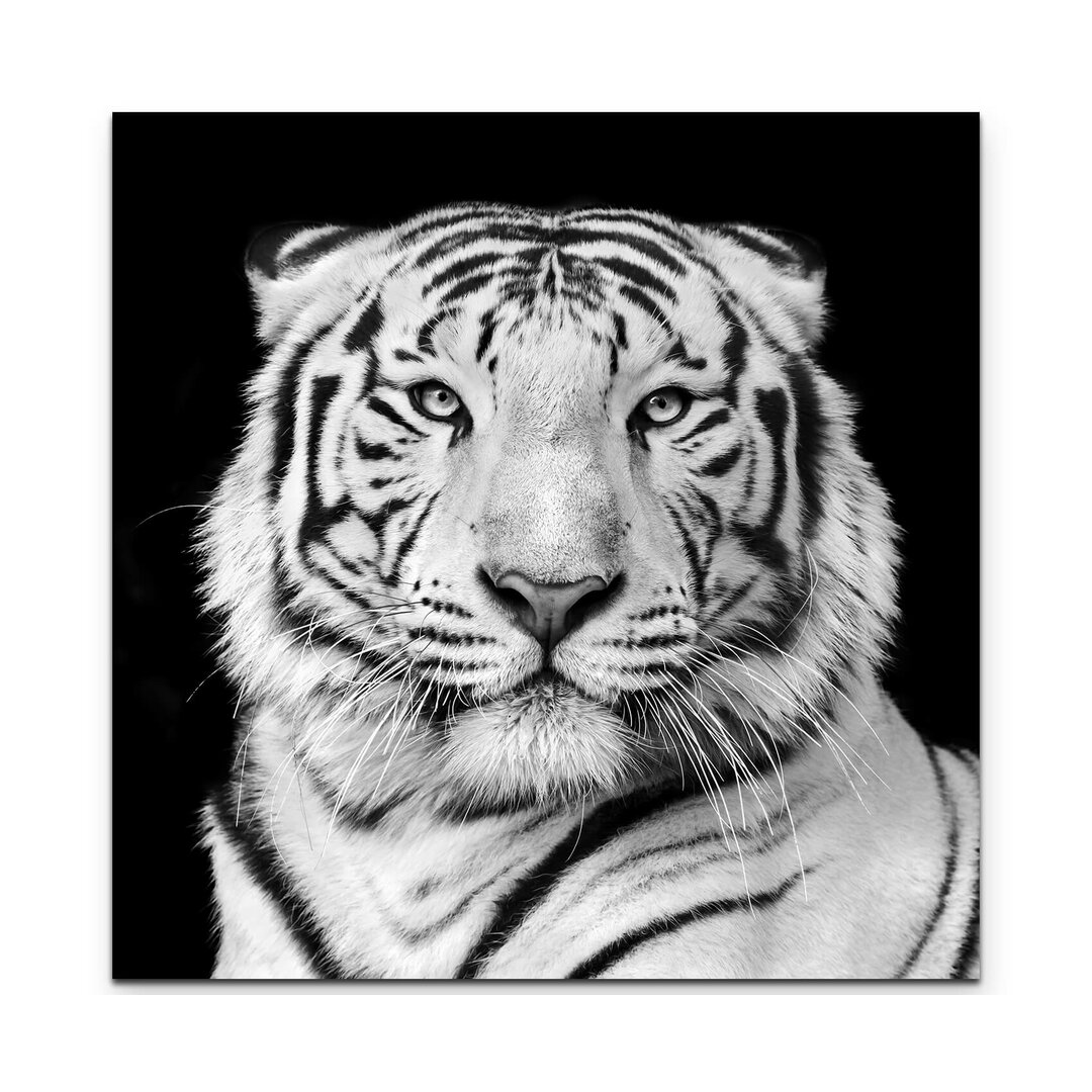 Leinwandbild Portrait eines weißen Bengalischen Tiger