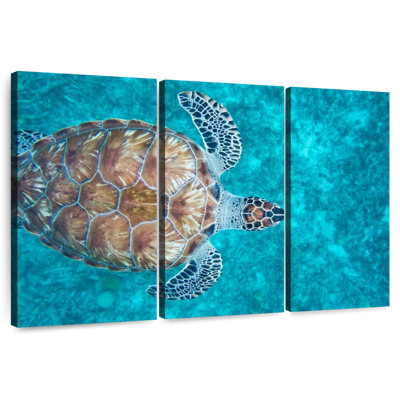 Natation tortue imbriquée