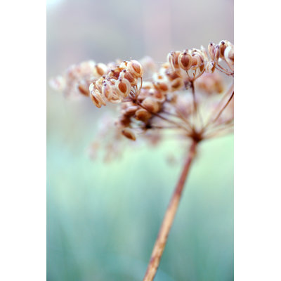 Morning - Wrapped Canvas Print