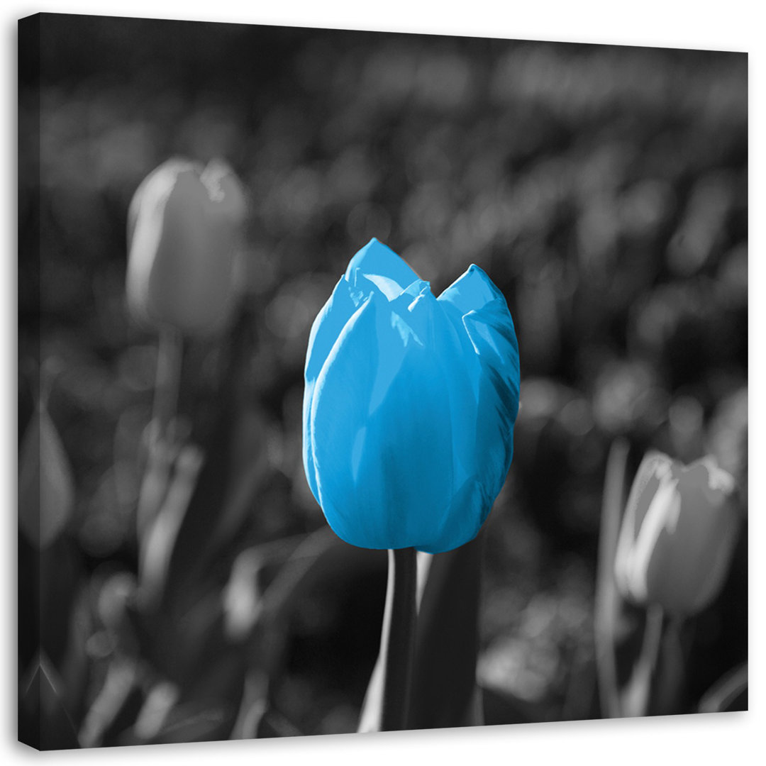 Leinwandbild Blue tulips in grey