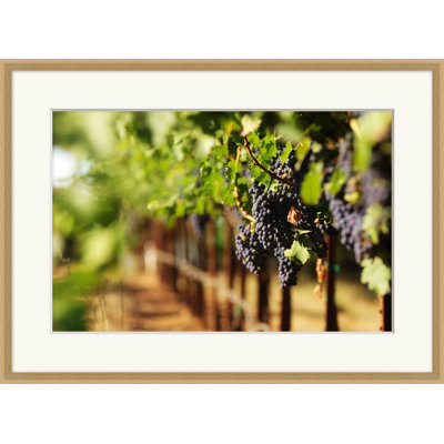 Ripening Grapes 2 Print by Nathan Turner
