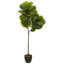 Figuier 52 po en pot