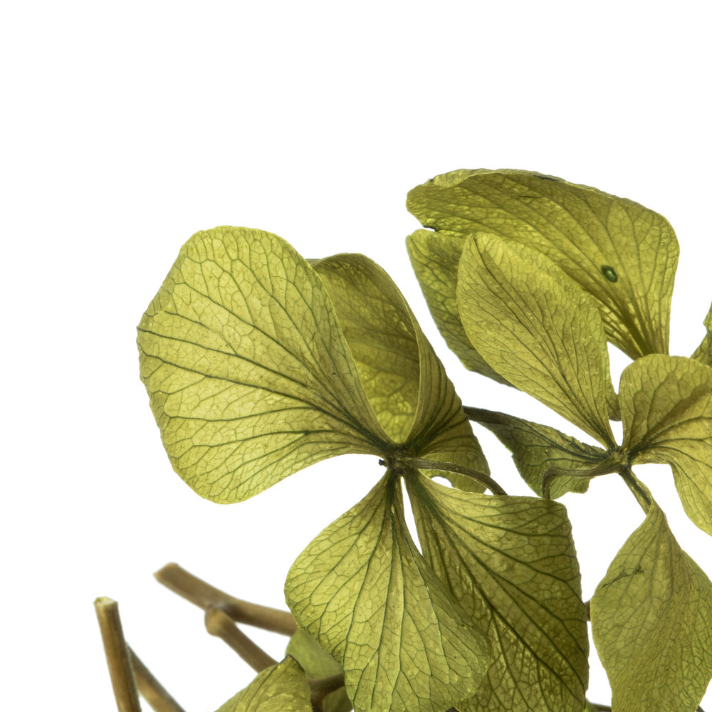 Hydrangea Floral Arrangement, Green