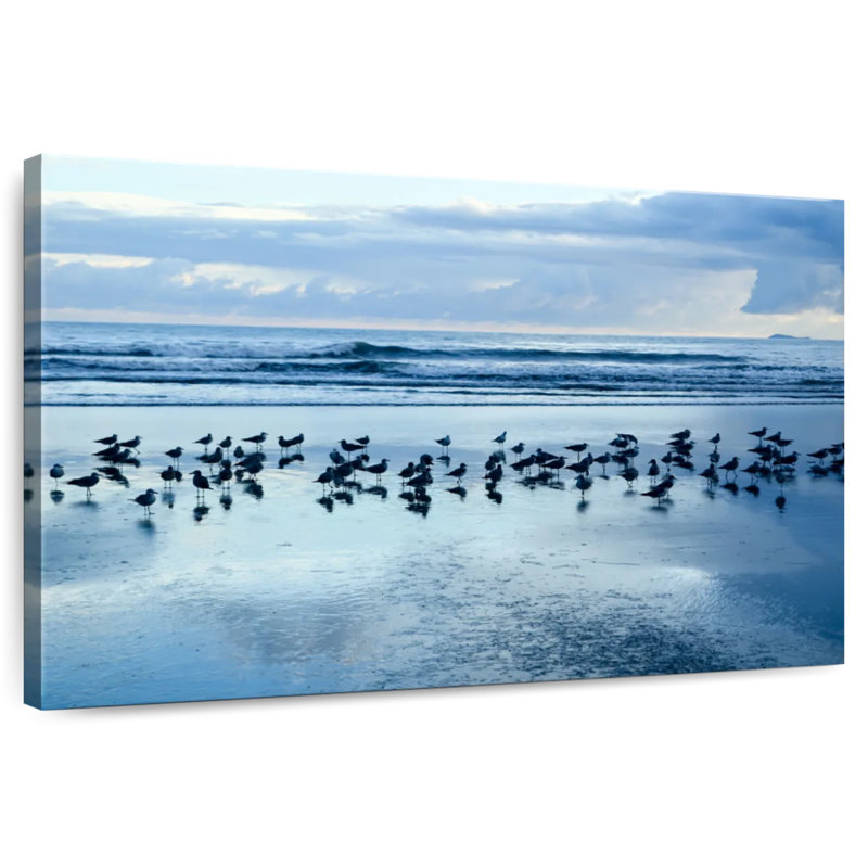 Gillard Las Lajas Beach Gulls