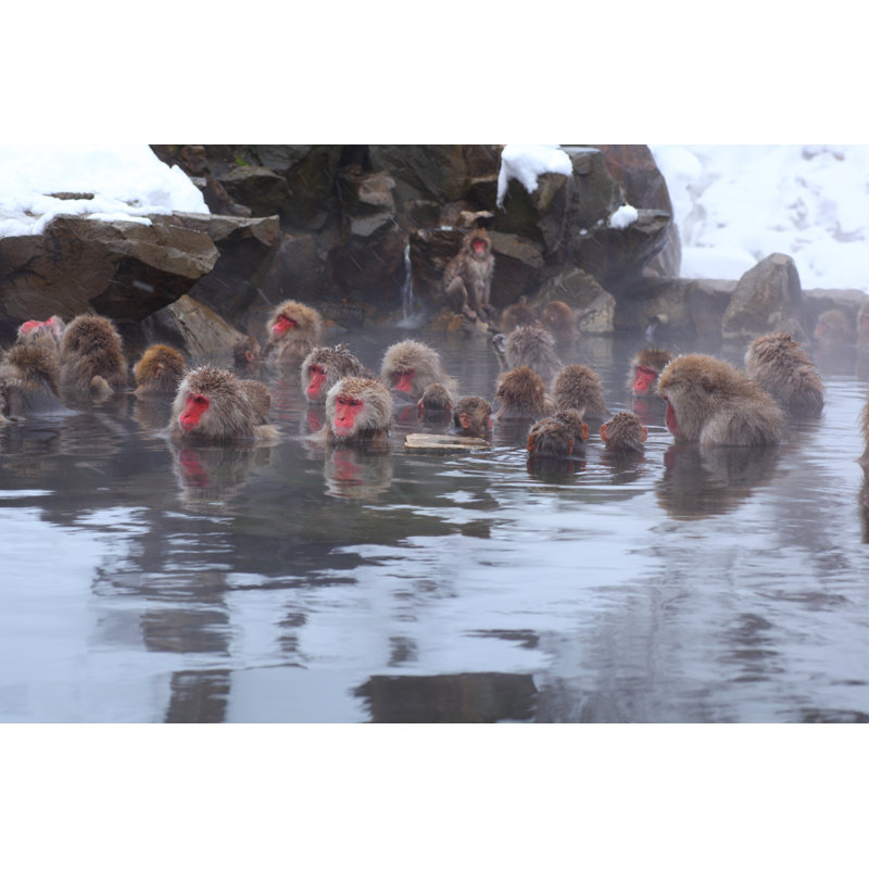 Monkeys Sitting In A Hot Spring - Wrapped Canvas Print, 30cm H x 46cm W x 3.8cm D