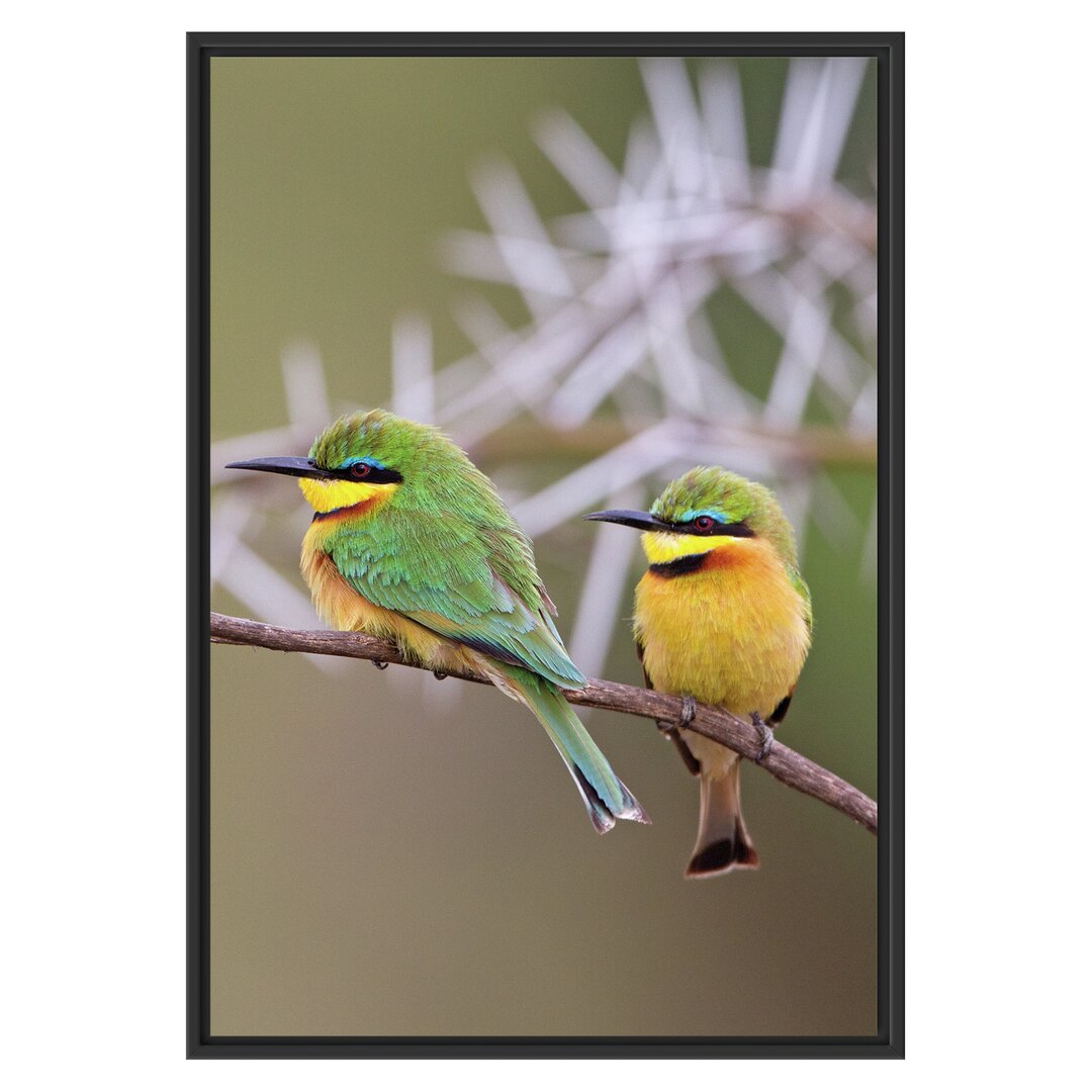 Gerahmtes Wandbild VÃ¶gel auf Ast