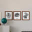 B&W d'intérieur plante I - ensemble de 3 peintures sur toile encadrées-2044643278-2044643283