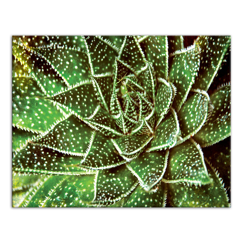 Spotty Succulent sur toile, H 11 po x l 14 po x P 1,25 po