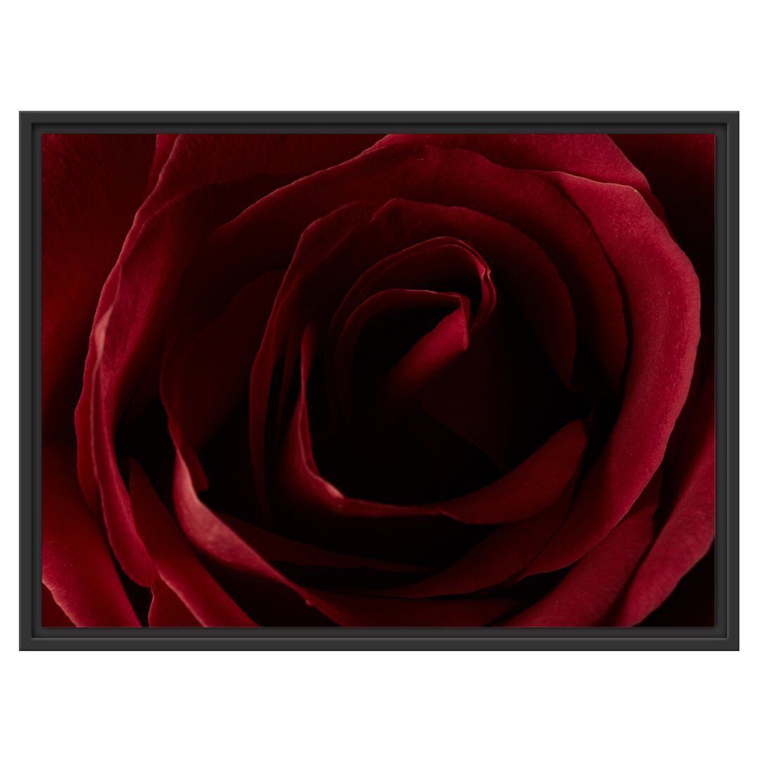 Gerahmtes Wandbild Rote Rose