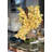 Cymbidiums In Moon Vase-108897964