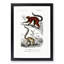 Lemur Illustrations by Charles D' Orbigny - Picture Frame Painting Print-55582795-55582796