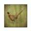 « wilderness introduction 7 », reproduction d’impression sur toile tendue-31331583
